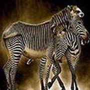 Zebras Puzzle